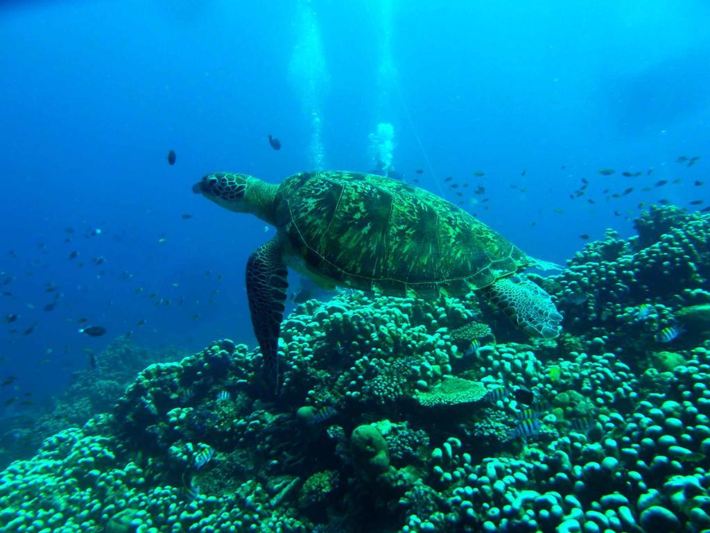 Blue Marine Resort Gili Air Exterior foto